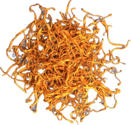 Cordyceps