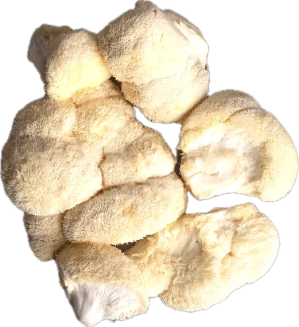 Lion’s Mane