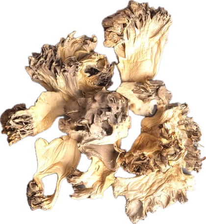 Maitake