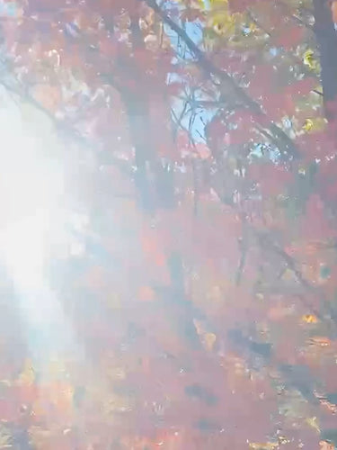 Fall maples in sunlight