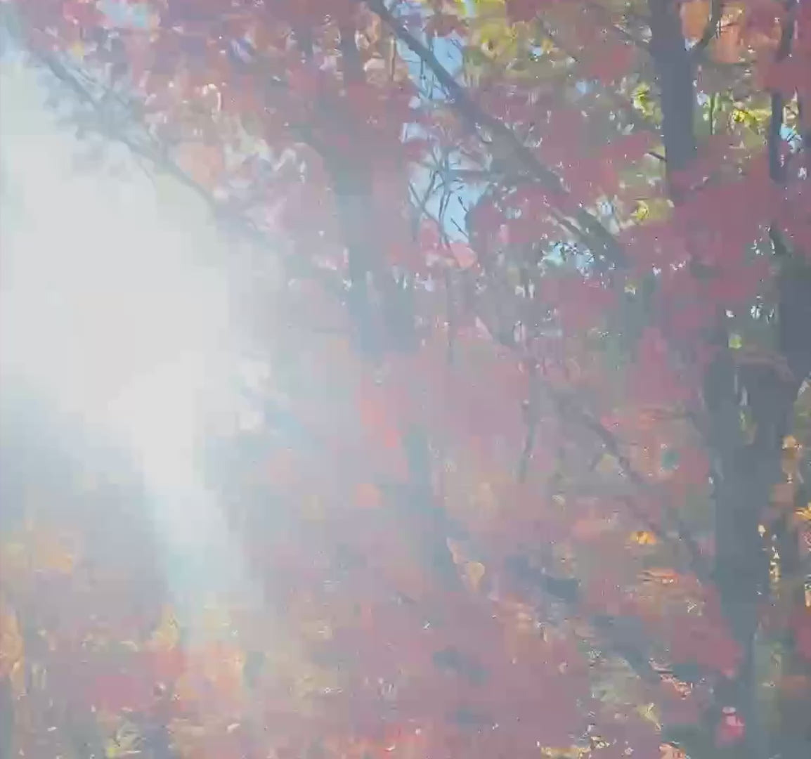Fall maples in sunlight, a scoop of LOCOCO cocoa, a pour